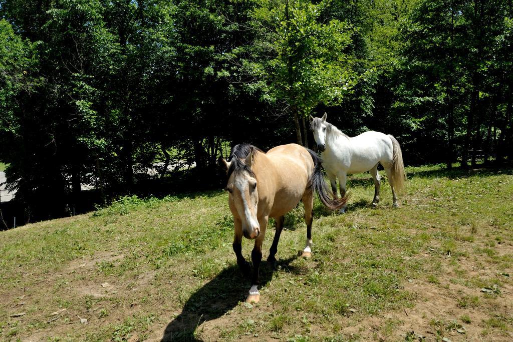Tourist Farm Dujceva Domacija Villa Vremski Britof Buitenkant foto